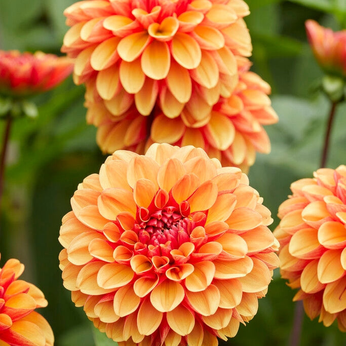 Dahlia Dekorativ American Sunset 1-pakning NYHET